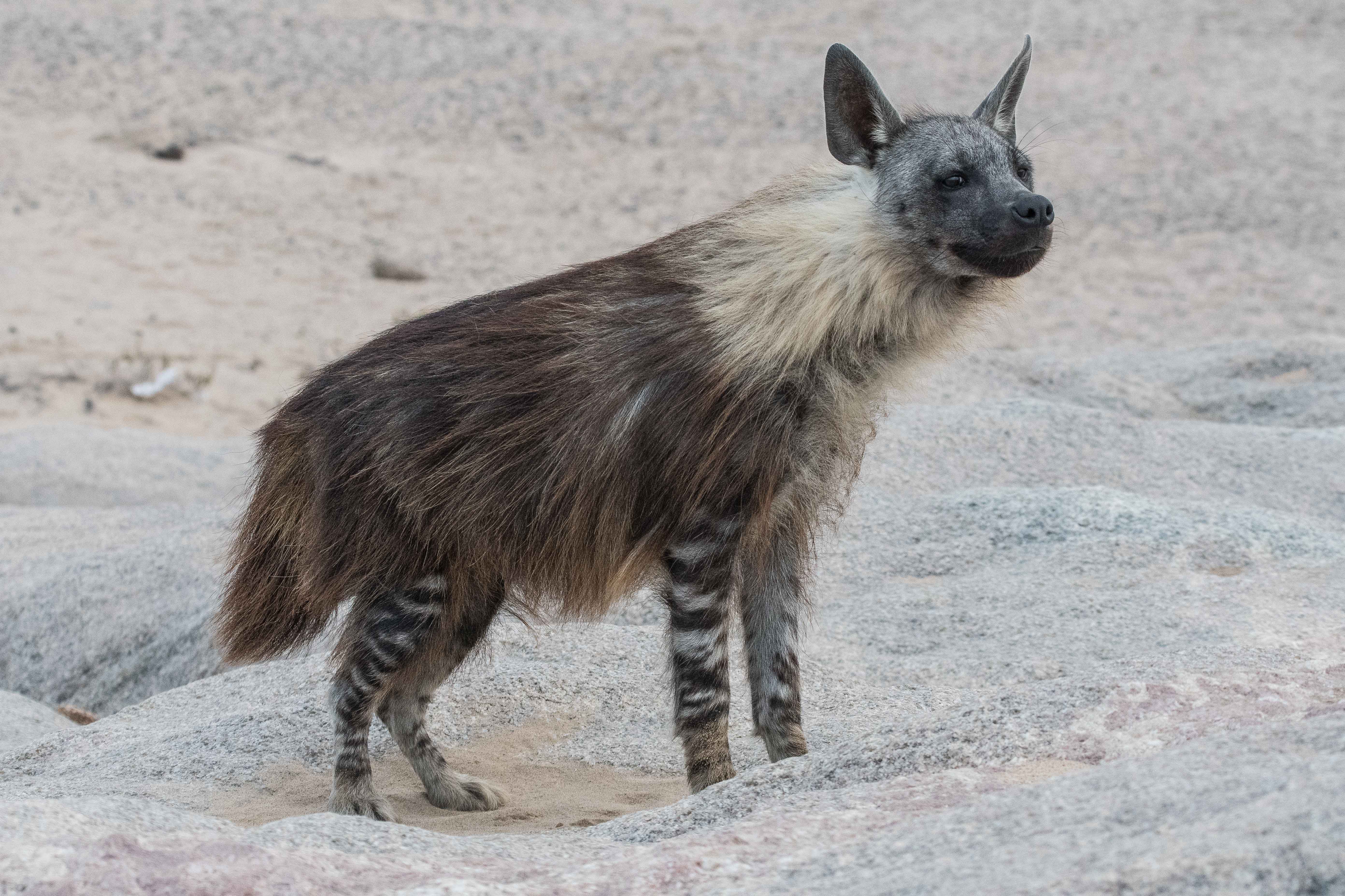 Hyène brune adulte (Brown hyena, Parahyaenna brunnea), Möve Bay, Skeleton Coast National Park, Namibie.